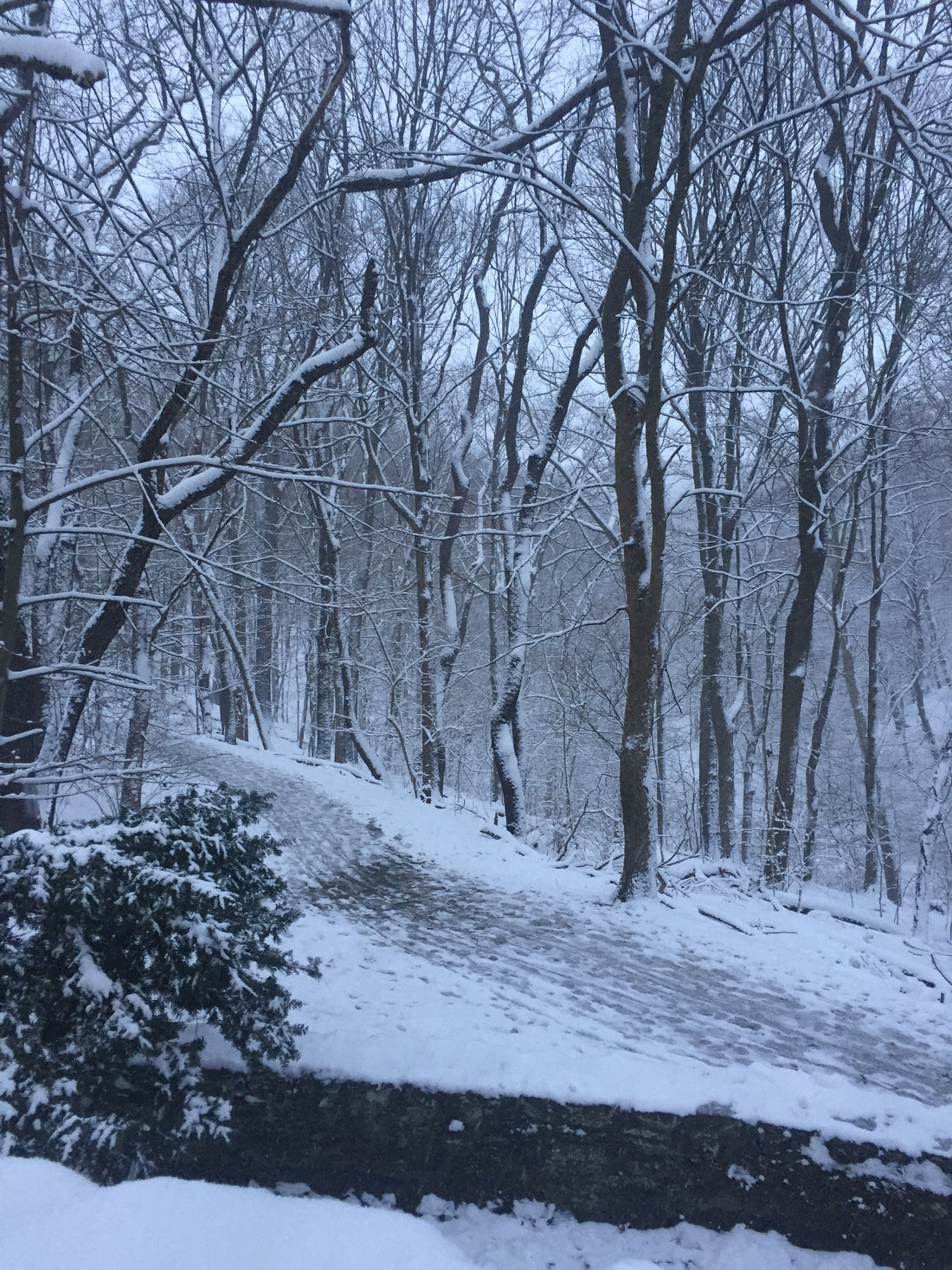 Winter Trails