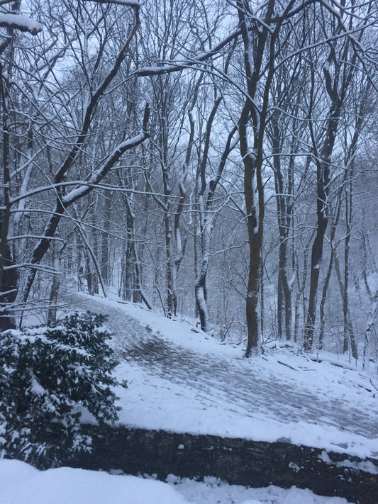 Winter Trails